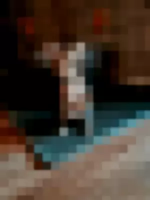 fosterkittendad profile photo