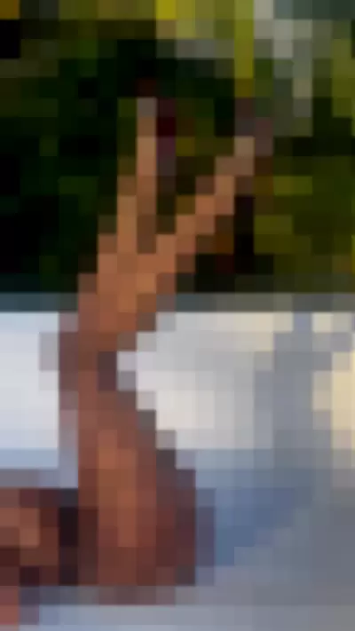 veradijkmansofficial Video video thumbnail